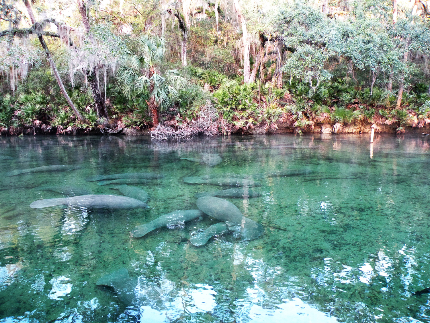 Encounter the Gentle Giant Manatees at Blue Springs State Park