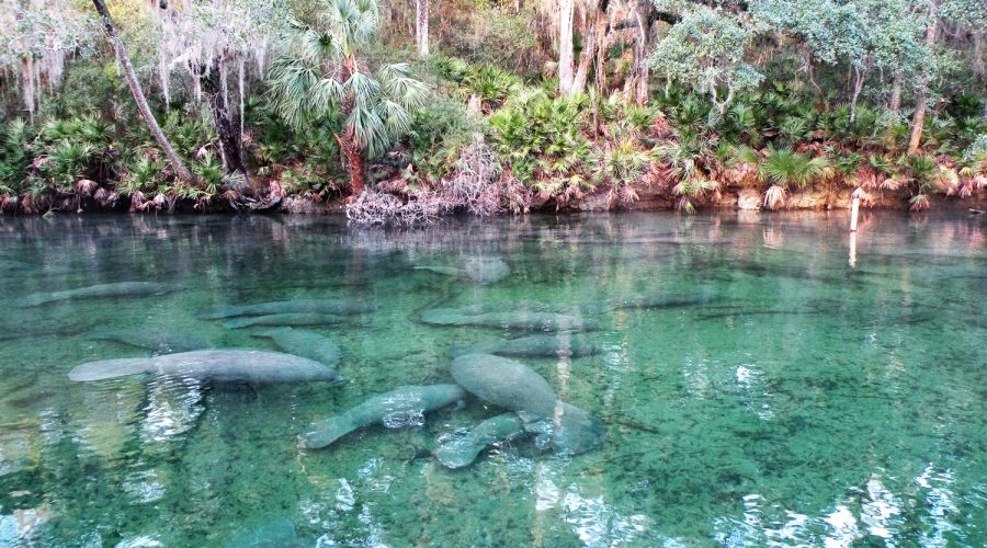 Encounter the Gentle Giant Manatees at Blue Springs State Park